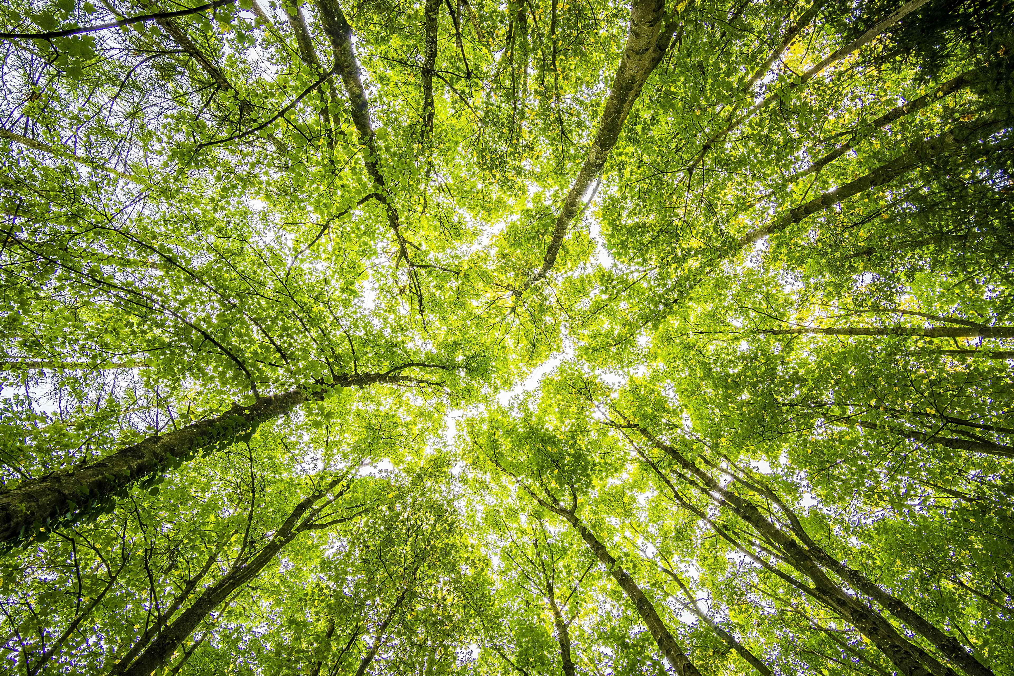 Plants: Nature’s Green Guardians