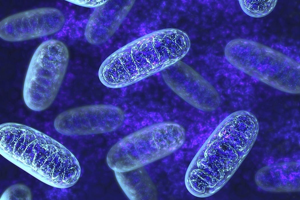 mitochondria 1050x700