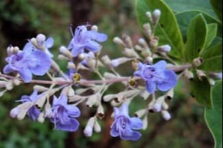 Vitex-trifolia-flower-sm