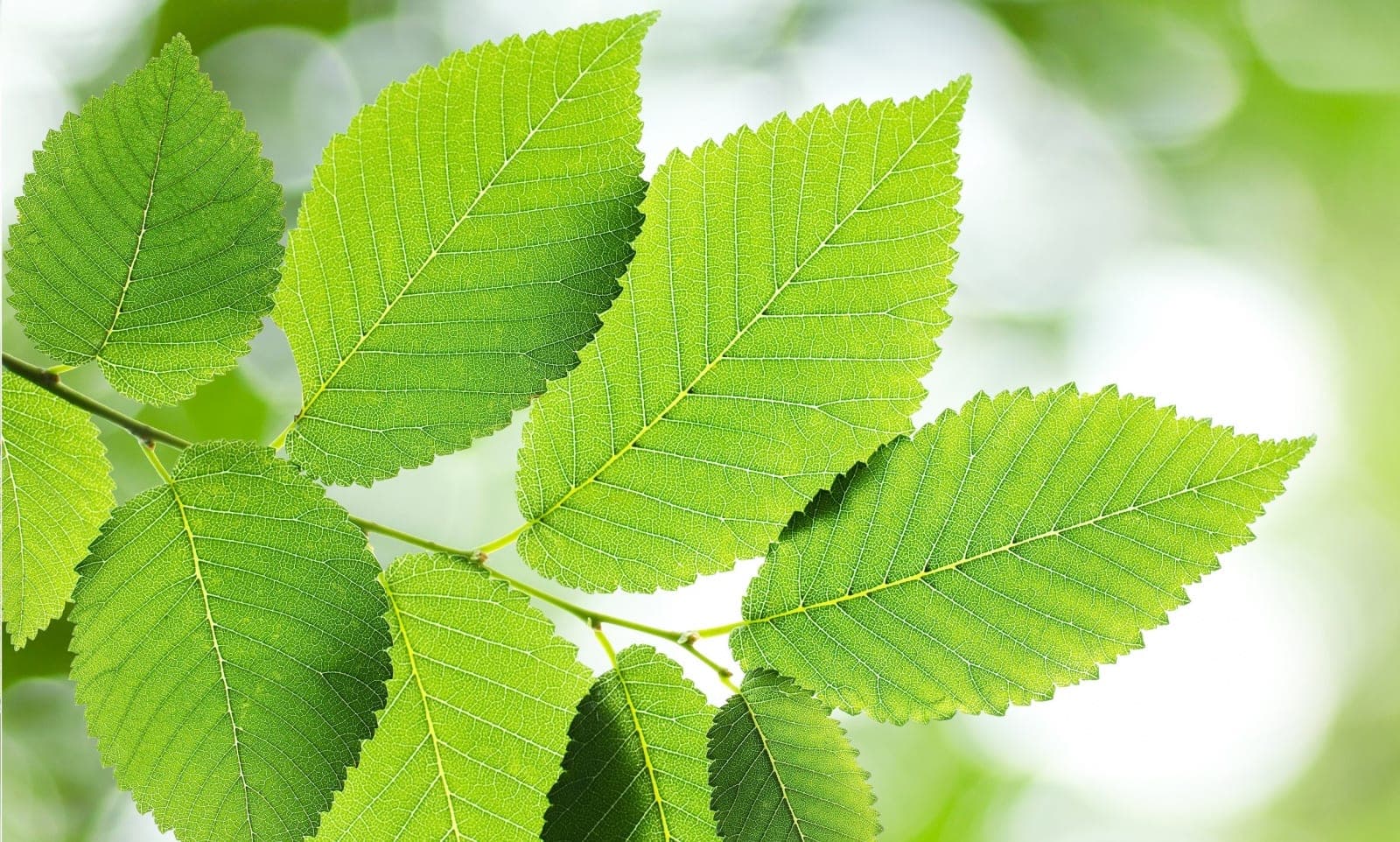 slippery-elm-ss
